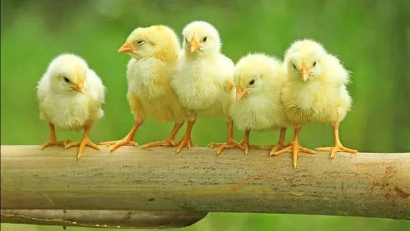 أسعار الكتكوت اليوم،