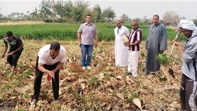 زراعة الفيوم تنظم يوم حصاد لمحصول بنجر السكر بقرية سنرو