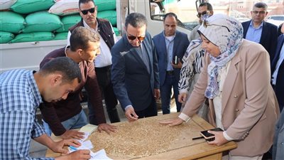 توريد 30 ألف طن قمح إلى صوامع المنوفية حتى الآن 