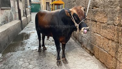 الجيزة تستعد لعيد الأضحى بـ 21 مجزرًا مجانيًّا، وخطة متكاملة لمنع الذبح العشوائي