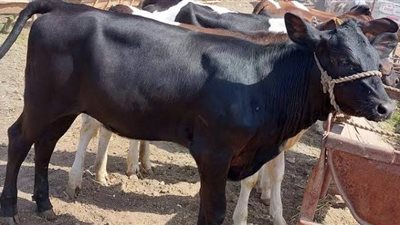 ارتفاع العجول البقري وانخفاض الجاموسي، أسعار الأضاحي اليوم الإثنين في الأسواق
