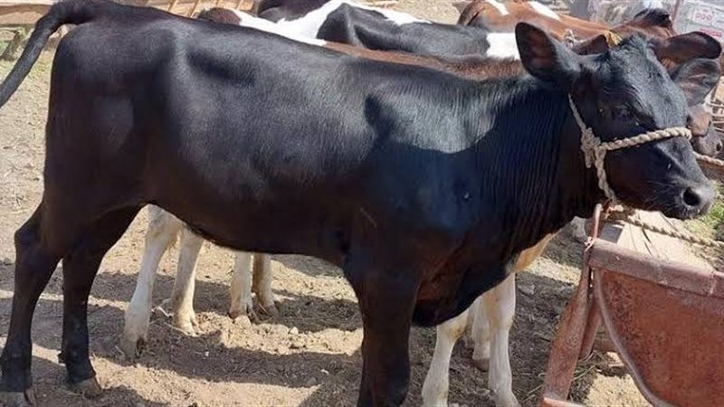 أسعار الأضاحي الآن،