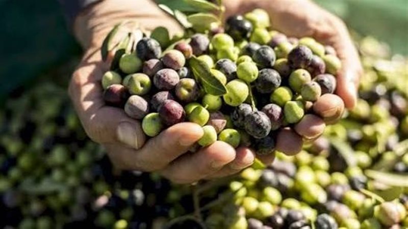 زيتون، فيتو