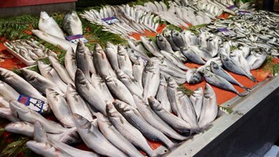 سعر السمك اليوم، ارتفاع الكابوريا 20 جنيها وانخفاض 3 أصناف منها البلطي والبوري
