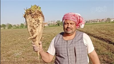 بدء حصاد محصول البنجر وسط فرحة المزارعين ببني سويف