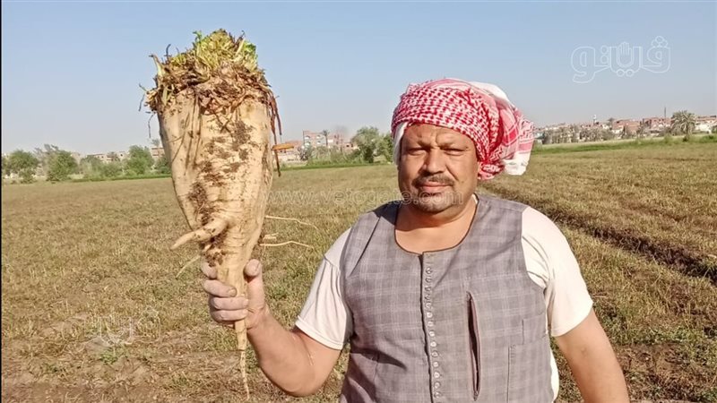 بدء حصاد محصول البنجر