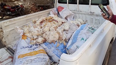 ضبط فراخ نافقة وسلع غذائية فاسدة في حملة تموينية بالفيوم 