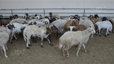 استعدادات مكثفة للعيد، محافظ بورسعيد يعلن جاهزية مجازر القابوطي الجديد لاستقبال الأضاحي