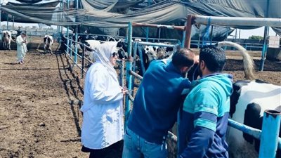 بيطري الشرقية: فحص 6868 رأس ماشية ضد البروسيلا والسل البقري 