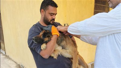 الطب البيطري بالإسماعيلية يتابع حملاته المكثفة لتحصين الكلاب الحرة ضد مرض السعار 
