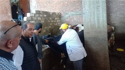 تحصين 95 ألف رأس ماشية بالحملة القومية ضد الحمى القلاعية والوادي المتصدع بالدقهلية 