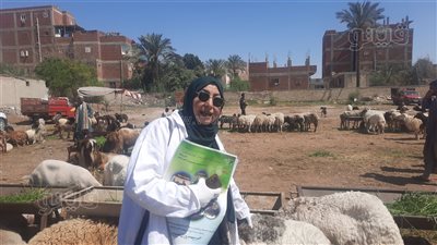 مدير الإرشاد البيطري بالإسماعيلية توضح كيفية اختيار الأضحية السليمة (فيديو)