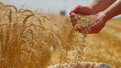 متحدث الزراعة: توريد 3 ملايين و200 ألف طن قمح حتى الآن (فيديو)