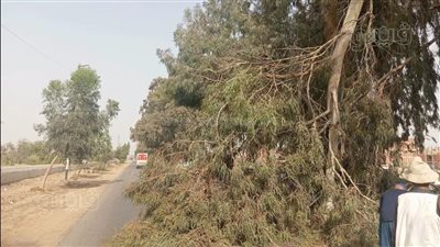 سقوط شجرة بطريق الإسماعيلية الزقازيق ورئيسة مدينة التل الكبير تنقذ الموقف 