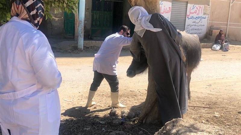 تحصين الماشية، فيتو