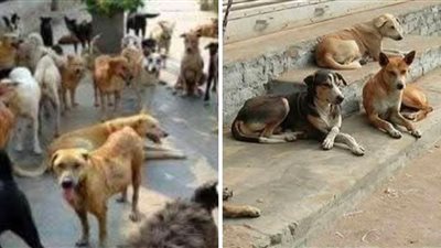 بعد توجيهات مدبولي.. كيف تواجه المحليات كلاب الشوارع؟.. إنشاء الشلاتر لعمليات التعقيم والتحصين والرعاية الطبية.. فتح التبني للكلاب.. ومحافظ القاهرة: إنشاء مأوى بالتبين وتحويله إلى مزار سياحي