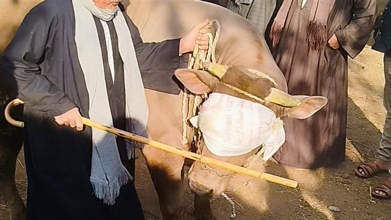 ظهور أضخم عجل بسوق