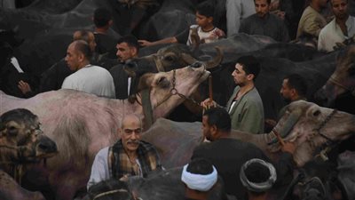 جولة في سوق الخميس.. تعرف على أسعار البقر والغنم قبل عيد الأضحى (فيديو)
