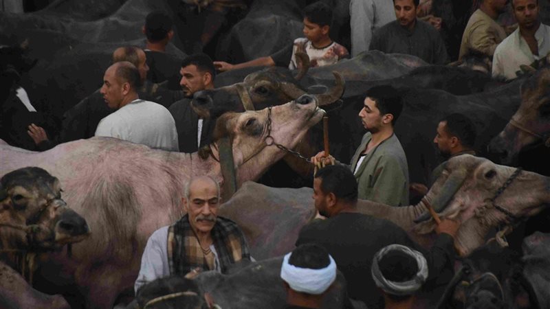 تعرف على أسعار البقر