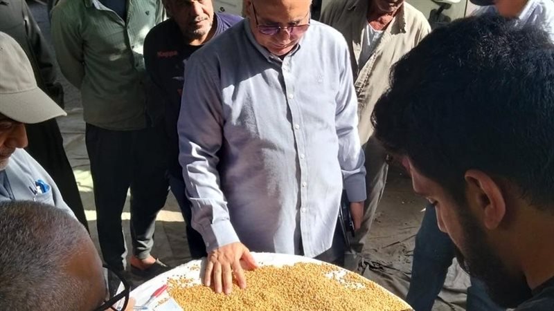 توريد القمح بالدقهلية،