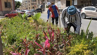 محافظ بورسعيد يتابع أعمال التشجير والتجميل بعدد من الأحياء