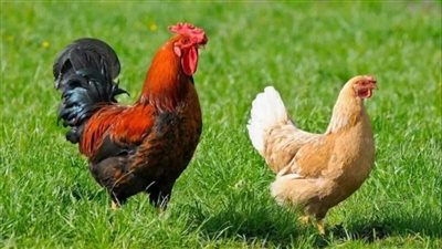 شعبة الثروة الداجنة: انخفاض ملحوظ في أسعار الفراخ والبانيه لهذه الأسباب 