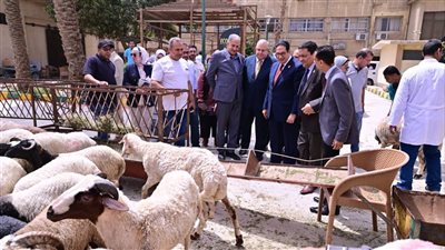 رئيس جامعة القاهرة يوجه بتوفير اللحوم والأضاحي بأسعار مخفضة لأعضاء هيئة التدريس