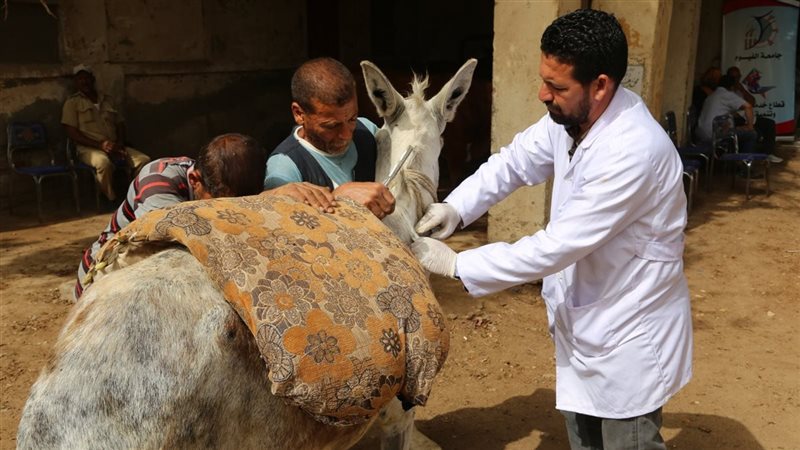 قافلة بيطرية، فيتو