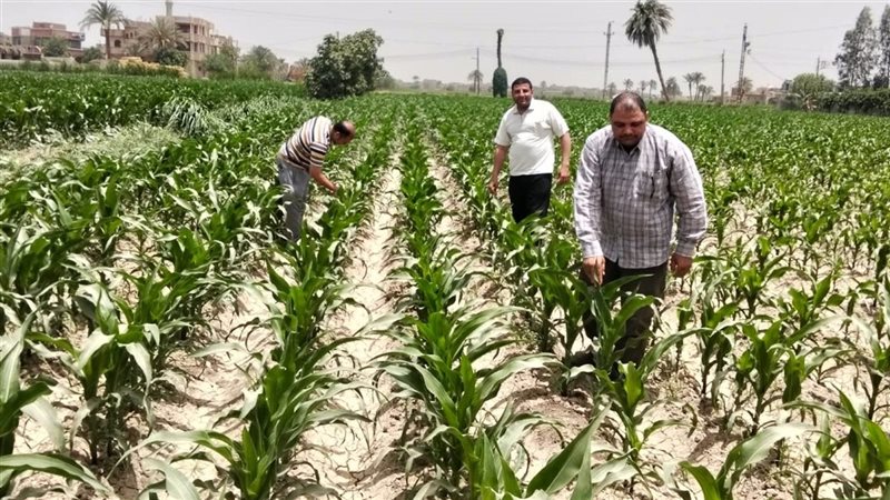 حقل ذرة إرشادي، فيتو