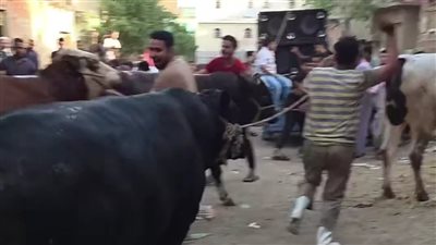 تعرف على عادات الجزارين في الفيوم قبل عيد الأضحى 