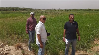 محافظة سوهاج تنفي زراعة خضروات بمياه الصرف الصحي في «الكولا»