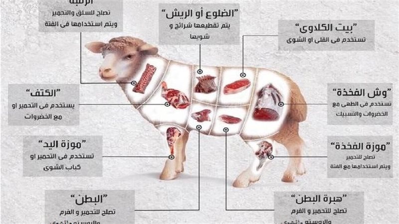 قطعيات لحم الضأن