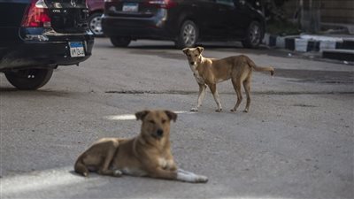 تبرعات بالملايين للرعاية والطعام.. 