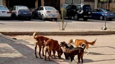 بعد إصابة 6 أشخاص، محافظ سوهاج يطلق حملة شاملة لمواجهة الكلاب الضالة