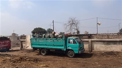 قبل حلول العيد، أسعار الأضاحي من سوق كفر سعد ببنها (فيديو وصور)