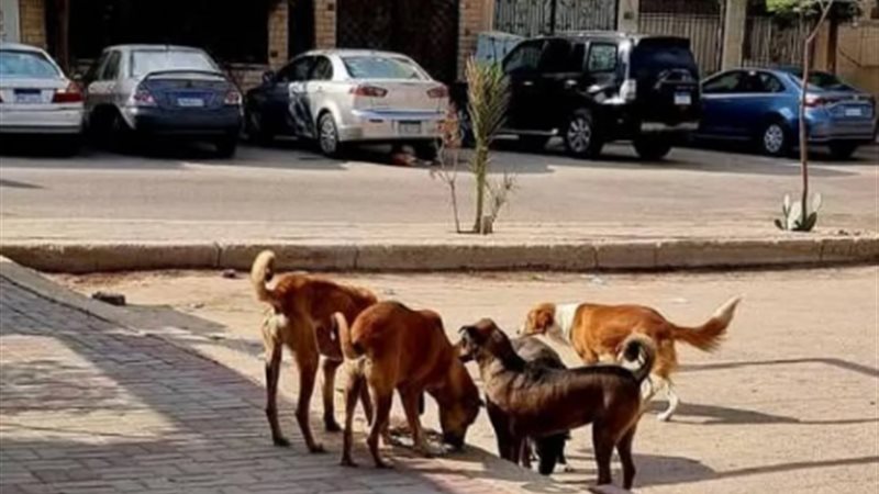 الكلاب الضالة، فيتو