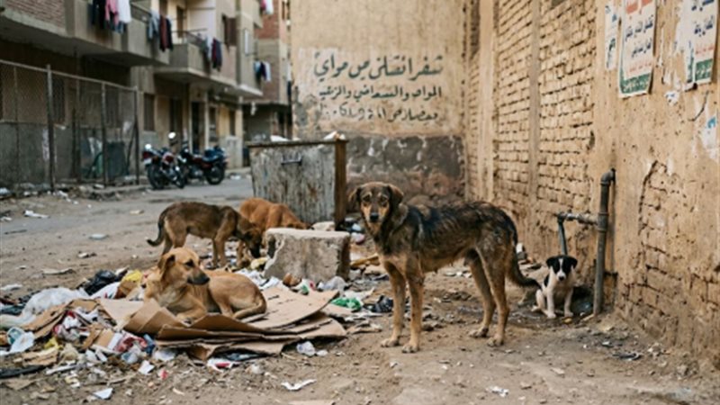 أزمة تصدير الكلاب