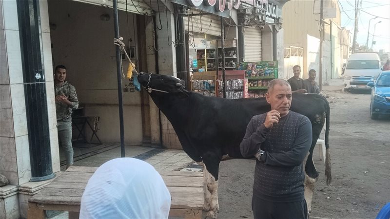 محلات الجزارة بالإسكندرية،