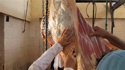 استقبال 276 أضحية بمجازر الوادي الجديد في ثاني أيام العيد