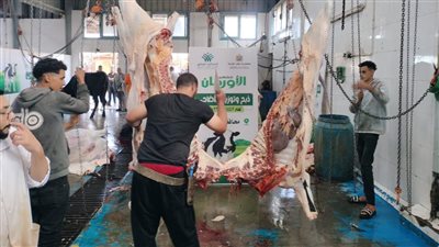 محافظ الغربية: توزيع لحوم 70 أضحية للأسر الأكثر احتياجا