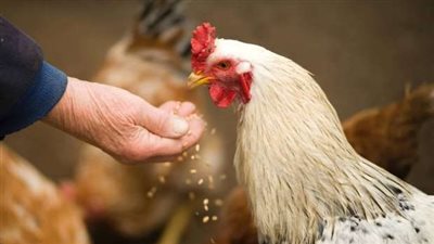 انخفاض في البيضاء والبلدي، أسعار الدواجن اليوم الثلاثاء بالأسواق 