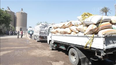 توريد 270 ألف طن قمح للشون والصوامع وصرف مستحقات المزارعين ببني سويف