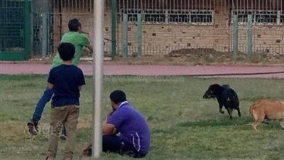 كلب ضال يعقر طفلين بشوارع الصالحية الجديدة في الشرقية