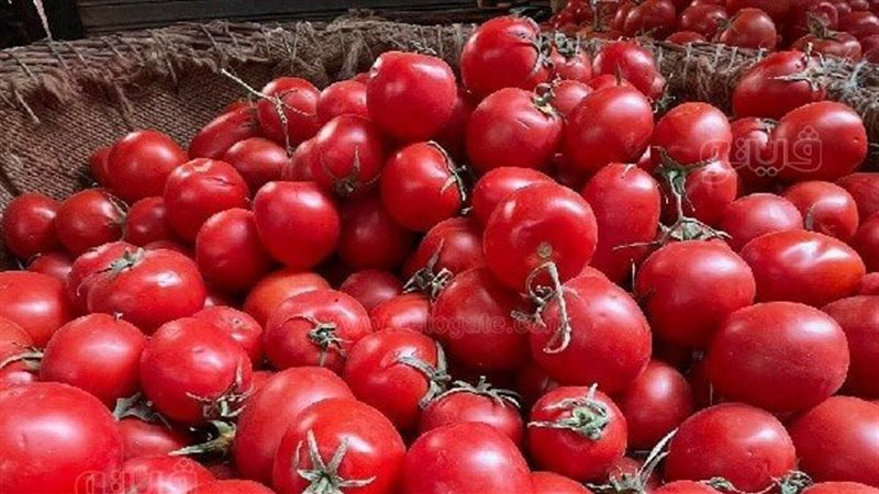 أسعار الطماطم اليوم