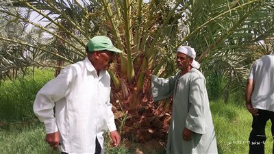 لجنة إرشادية تجوب مزارع الخارجة لتوعية المزارعين بأمراض النخيل وطرق مكافحتها