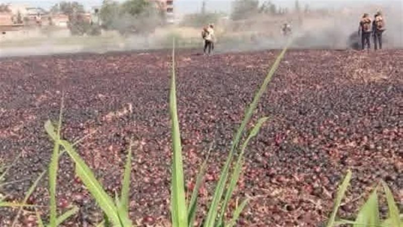 حريق محصول البصل،