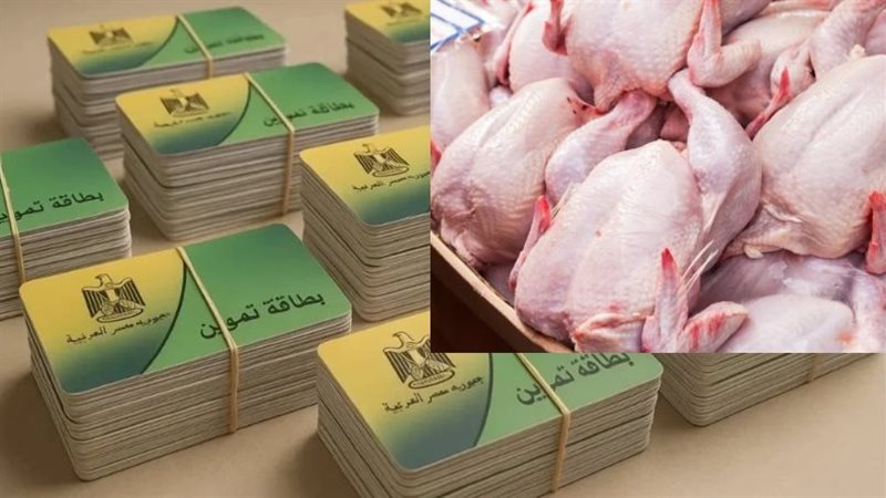 الفراخ بديل العيش