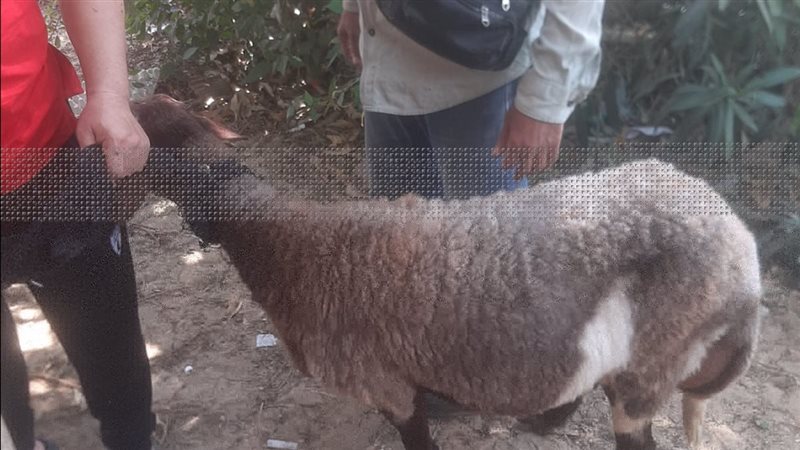 جانب من الخدمات،فيتو