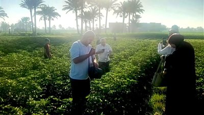 المكافحة الحيوية للآفات، زراعة الفيوم تعلن عن إطلاق طفيل 