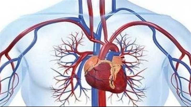 ضعف الدورة الدموية